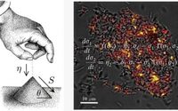 A new study points to the possibility of inducing critical states in living cells