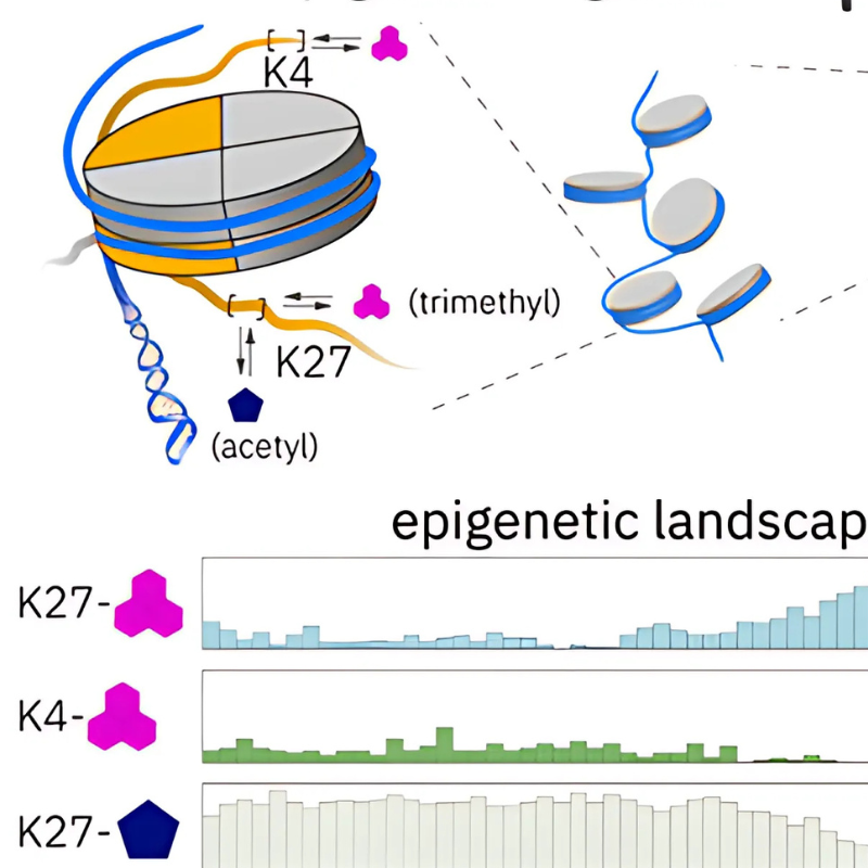 The Way DNA Folds Might Help Explain How Cells Decide What to Become